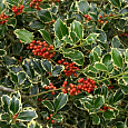 Падуб остролистный Argentea Marginata