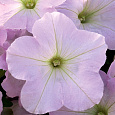 Петуния гибридная Трилоджи Лавендер Пинк