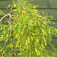 Акация желтая Валкер