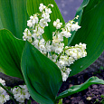 Ландыш майский Prolificans