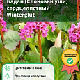 Бадан (Слоновьи уши) сердцелистный Winterglut