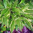 Хоста прямолистная Хионеа