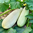 Кабачок Якорь
