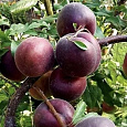Шарафуга (гибрид) Белла Рояль