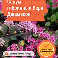 Седум гибридный Вера Джамесон