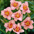 Лилейник гибридный Longfields Glory