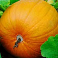 Тыква крупноплодная Марсельеза