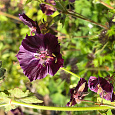 Герань тёмная Спрингтайм