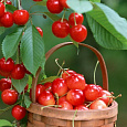 Черешня  Любава Черешня  Любава