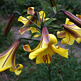 Лилия трубчатая Голден Сплендор