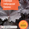 Гейхера гибридная Бинош Гейхера гибридная Бинош