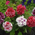 Петуния махровая	Пируэтт микс