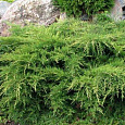 Можжевельник средний Pfitzeriana