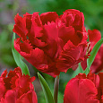 Тюльпан попугайный Эрна Линдгрин