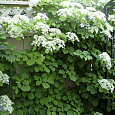 Гортензия черешковая Петиоларис
