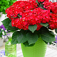 Гортензия крупнолистовая Хот Ред Гортензия крупнолистовая Хот Ред