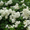 Гортензия древовидная Грандифлора Гортензия древовидная Грандифлора