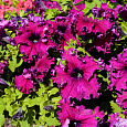 Петуния бахромчатая Афродита пурпурная