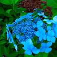 Гортензия пильчатая Bluebird