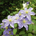 Клематис крупноцветковый Юста Клематис крупноцветковый Юста