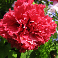 Петуния махровая	Валентин