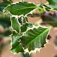 Падуб остролистный Argentea Marginata