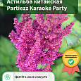 Астильба китайская Partiezz Karaoke Party Астильба китайская Partiezz Karaoke Party