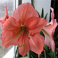 Амариллис простой Рилона