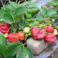 Земляника садовая Богема